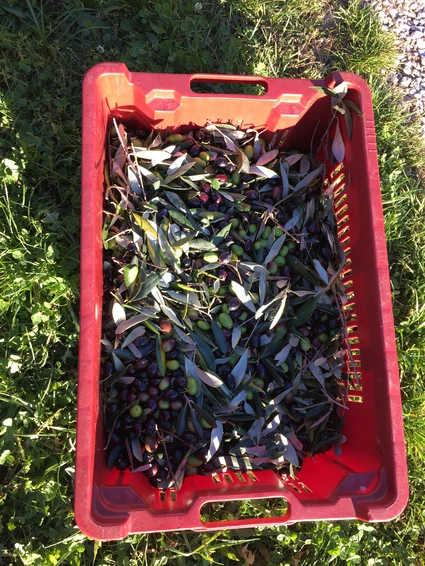 Verkostung von nativem Olivenöl extra auf dem Bauernhof in Toscolano 5